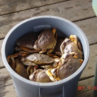 wpid-bucket_o_crabs.jpg