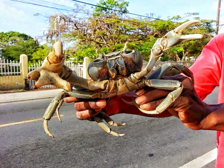 Pa atrás… Como el cangrejo