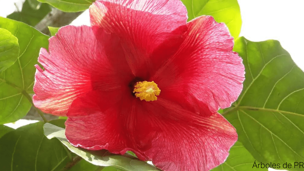 Esta es la Flor Maga. Su nombre científico es Thespesia grandiflora y se parece a una amapola, pero no lo es. La foto usada en la promoción inicial si fue una hibisco; ambas se parecen y hacer una búsqueda en Google aparecen hibiscos como flor de maga.